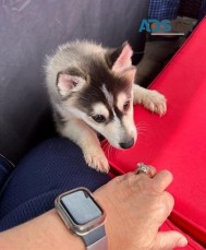  Reg. registered Pomsky puppies For Sale