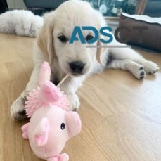 Female & Male Golden retriever puppies