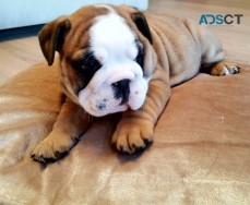 Adorable English Bulldogs puppies 