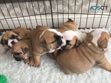 Adorable English Bulldogs puppies 