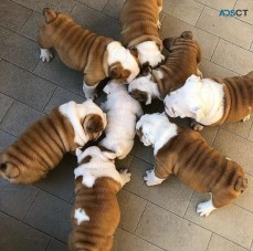 English bulldog puppies for adoption