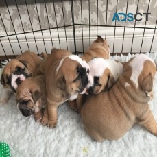 English bulldog puppies for adoption