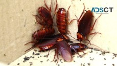 Micks Cockroach Control Adelaide