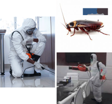 Micks Cockroach Control Adelaide