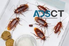 Micks Cockroach Control Adelaide