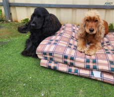 Pure Breed ~ Cocker Spaniel ~ fine Quali