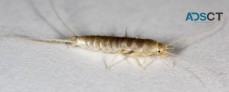 Mick's Silverfish Control Brisbane