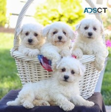 Bichon Frise puppies