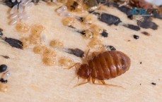 711 Bed Bugs Control Brisbane