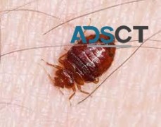 711 Bed Bugs Control Brisbane