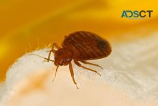 711 Bed Bugs Control Brisbane