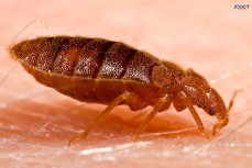 711 Bed Bugs Control Adelaide