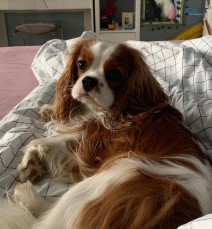 Cavalier King Charles Puppy for Rehoming