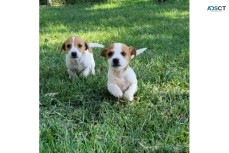 Jack Russel Puppies