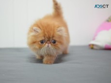 Persian Cats and kittens for sale