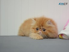 Persian Cats and kittens for sale