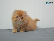 Persian Cats and kittens for sale