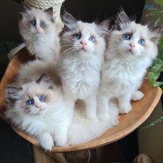 Ragdoll Kittens For Sale