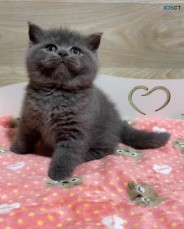 1 Very Cute British Shorthair kittens