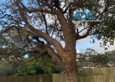 Tree Services Cottage Point