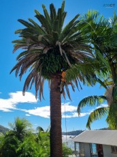 Tree Removal Hornsby