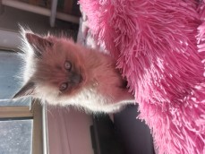 Male ragdoll kitten