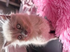 Male ragdoll kitten