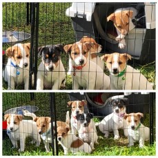 Jack Russell puppies ready for new homes