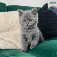 British shorthair Kittens