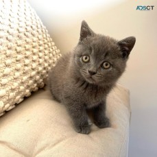 British shorthair Kittens