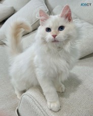 Available Siberian Kittens For Adoption