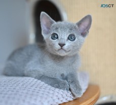 pure breed russian blue kittens