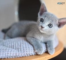 pure breed russian blue kittens