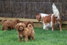 Cavoodle puppies need homes