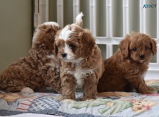 Cavoodle puppies need homes