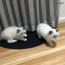 Ragdoll Kittens For Sale/ Adoption