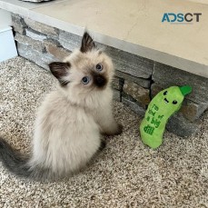 Ragdoll Kittens For Sale/ Adoption