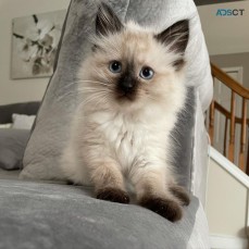 Ragdoll Kittens For Sale/ Adoption