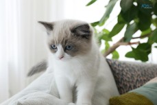 Ragdoll Kittens For Sale/ Adoption