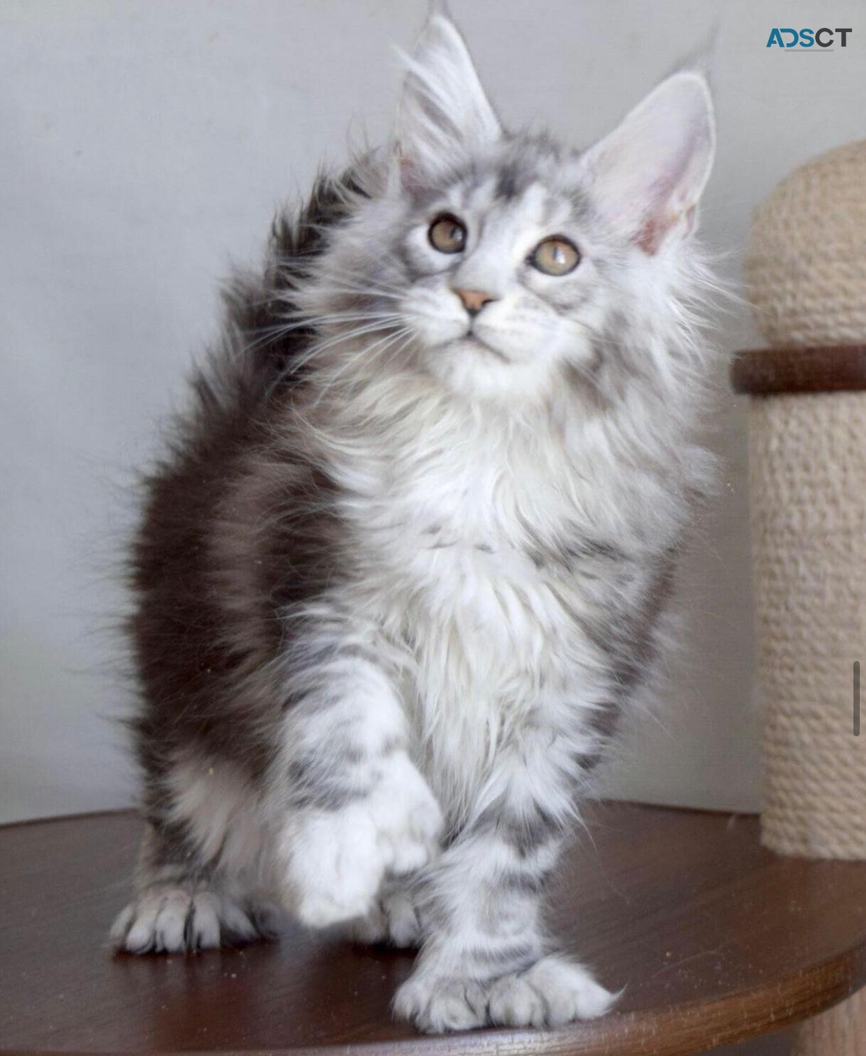 Pure Breed Maine Coon Kittens Available 