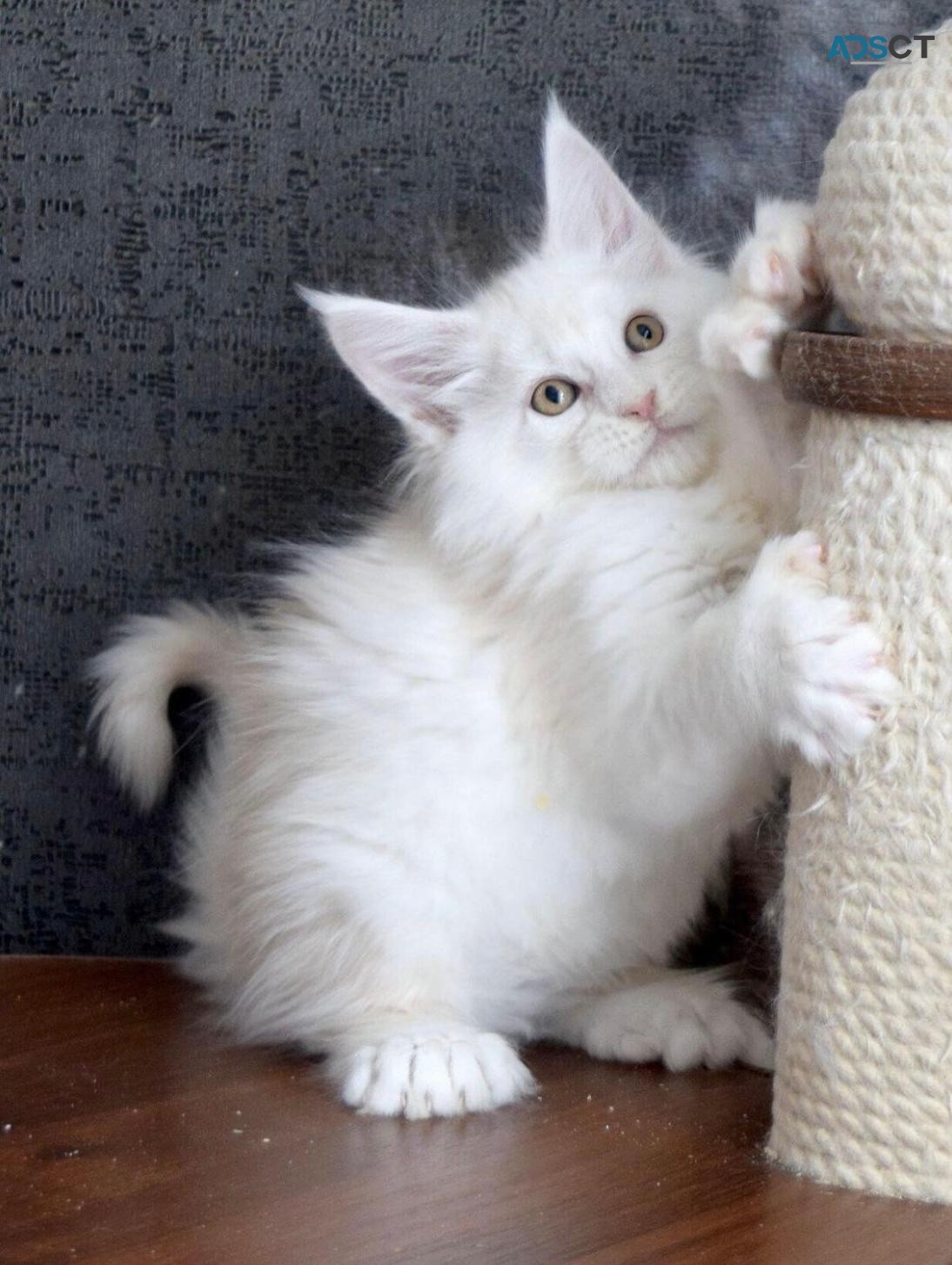 Pure Breed Maine Coon Kittens Available 