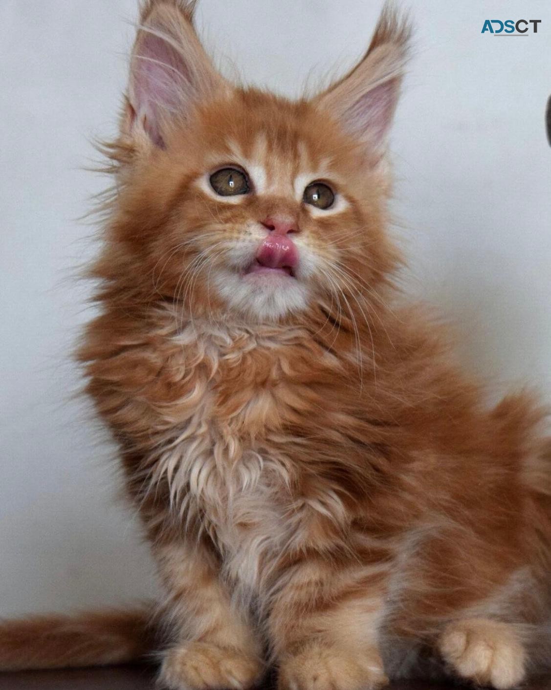 Pure Breed Maine Coon Kittens Available 