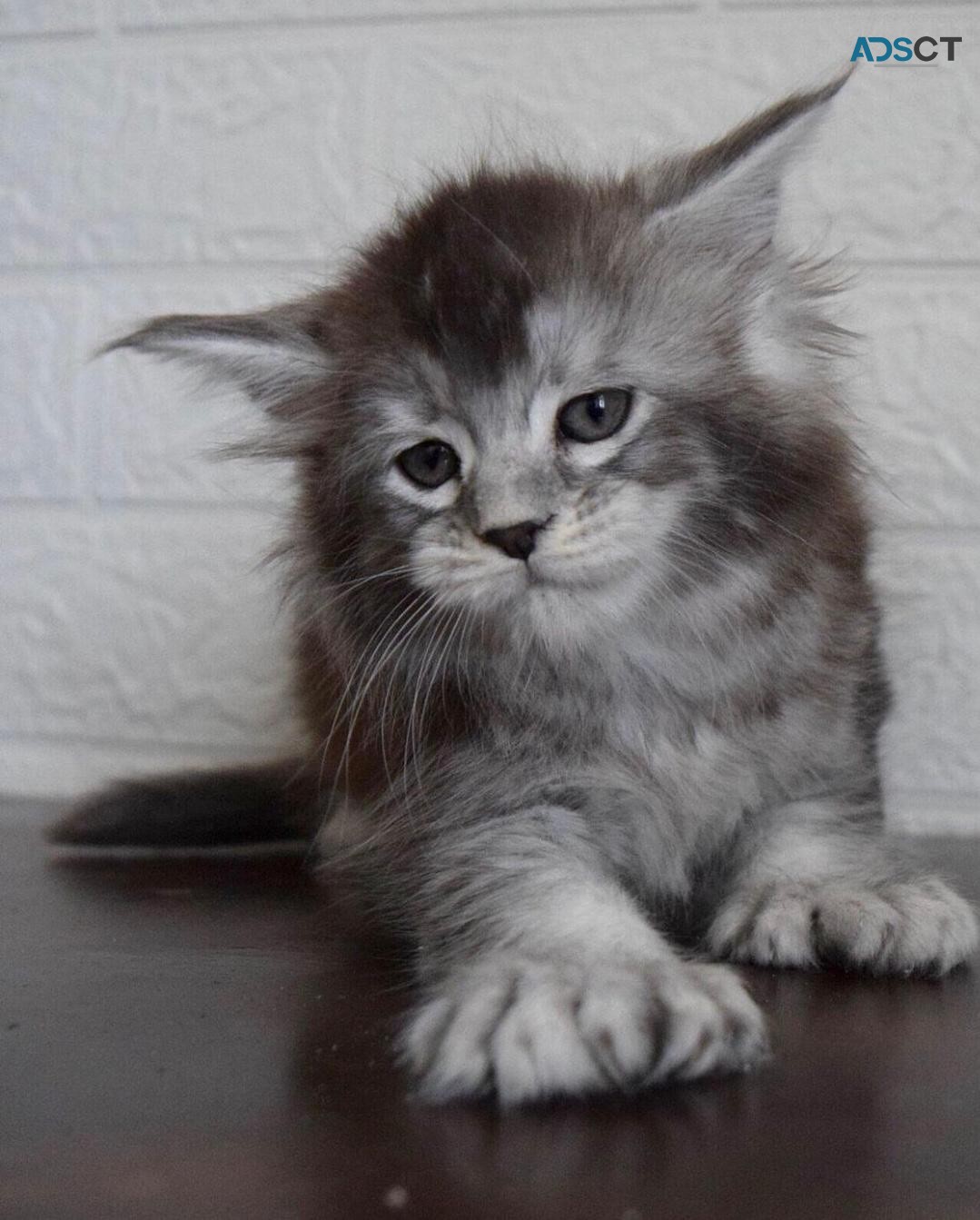 Pure Breed Maine Coon Kittens Available 