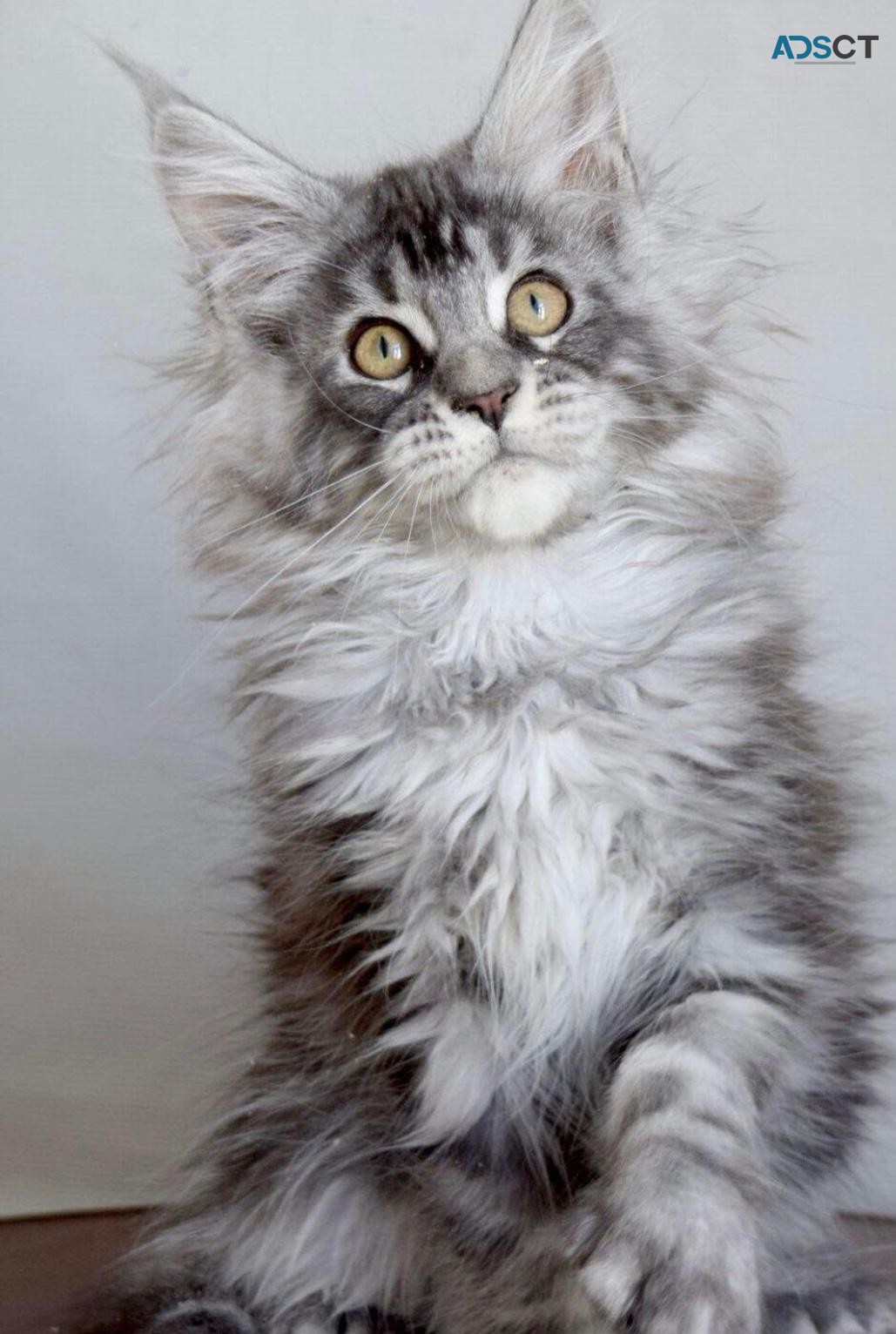 Pure Breed Maine Coon Kittens Available 