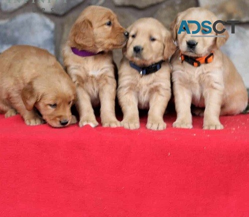 Cute Golden Retriever Puppies For Sale