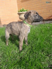 Wolfhound X Staghound 