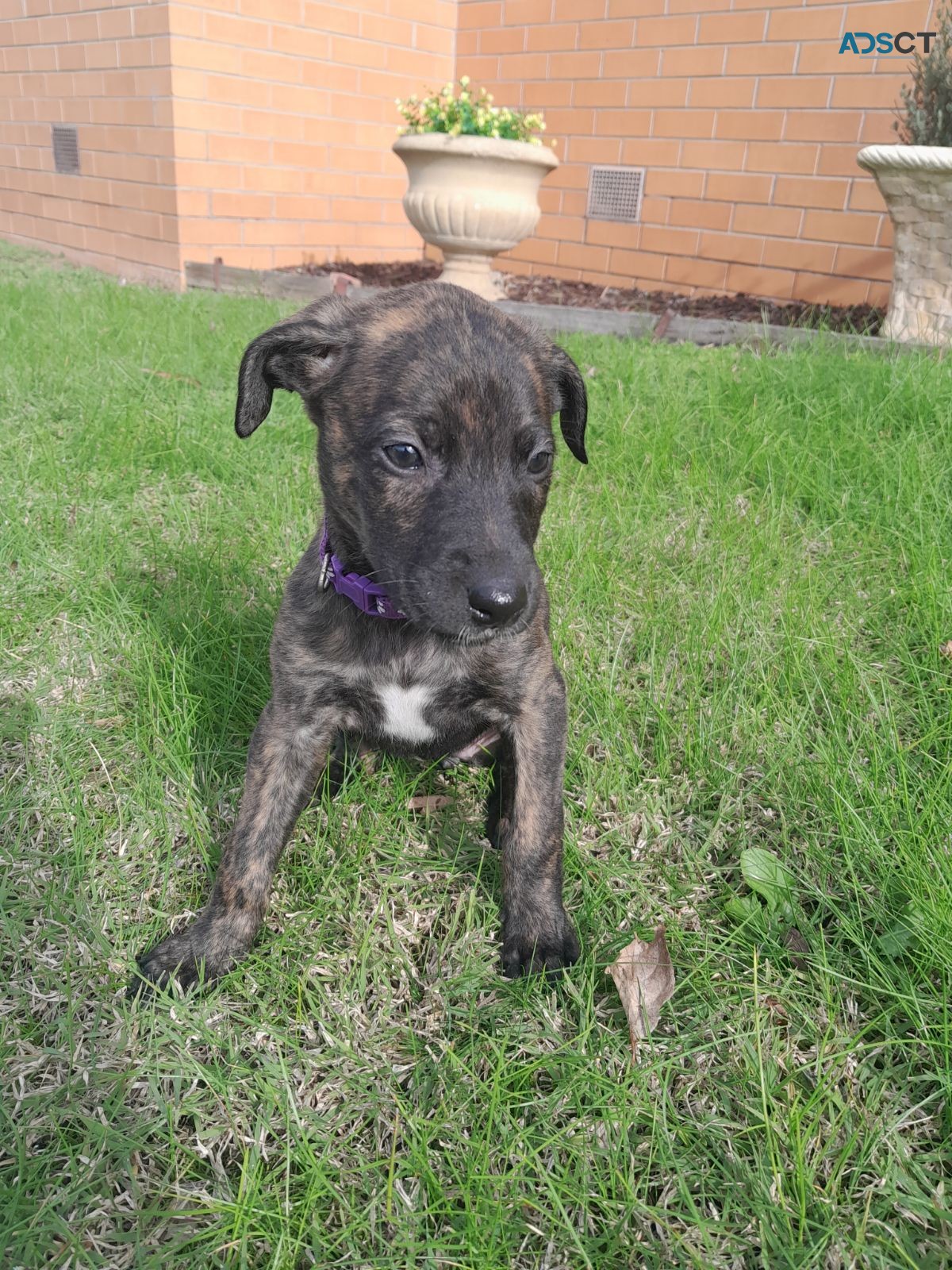 Wolfhound X Staghound 