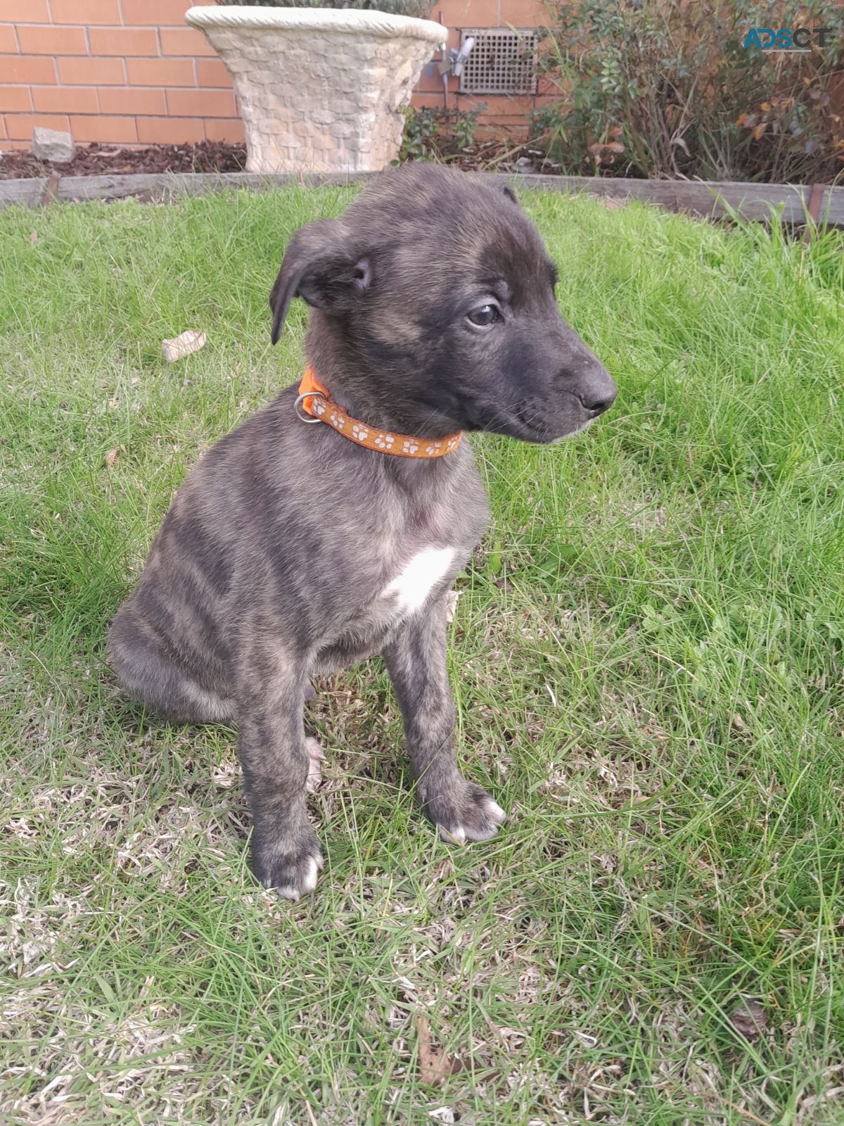 Wolfhound X Staghound 