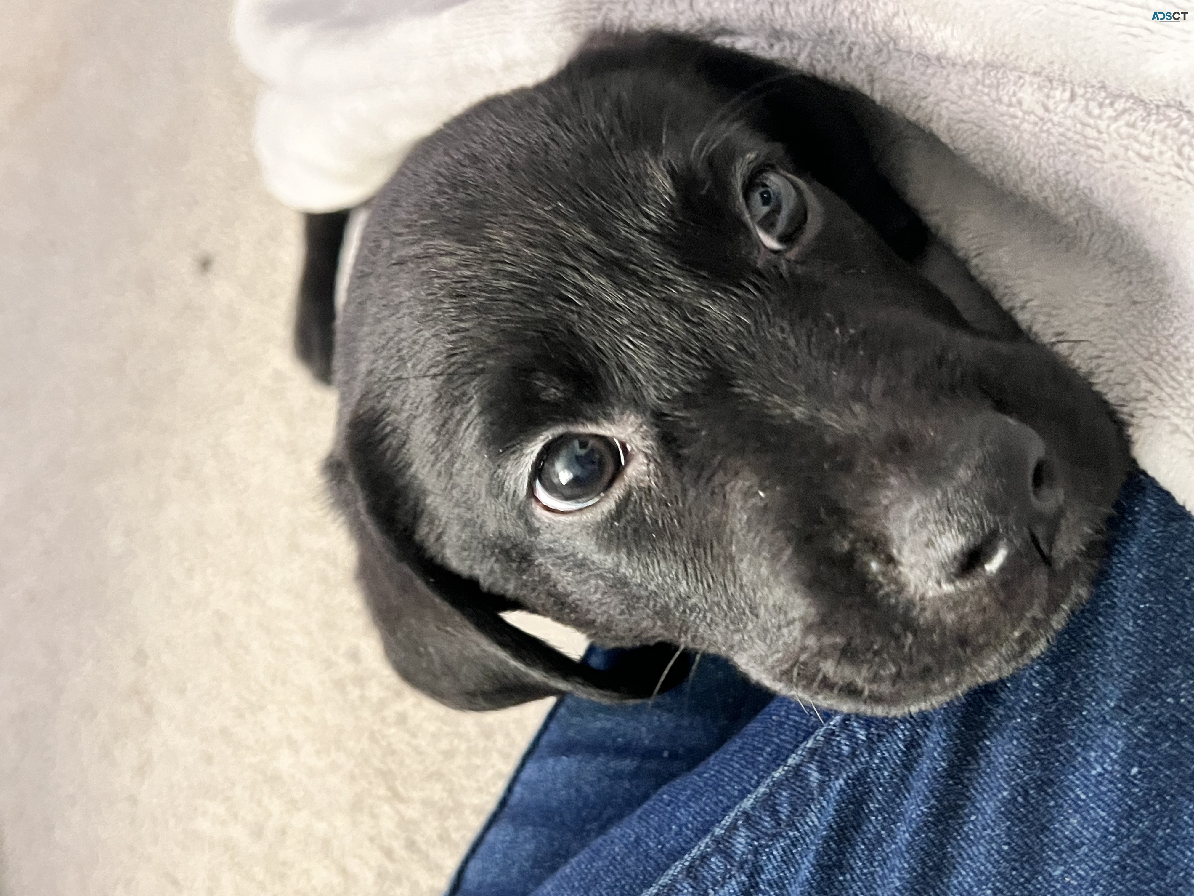 Purebred Labrador Retriever Puppies 