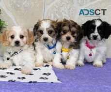 Cavachon Puppies For Sale